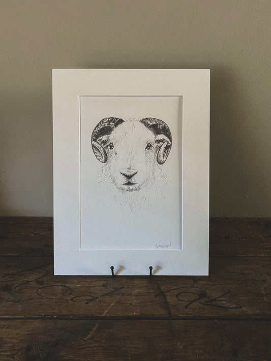 Herdwick Illustration